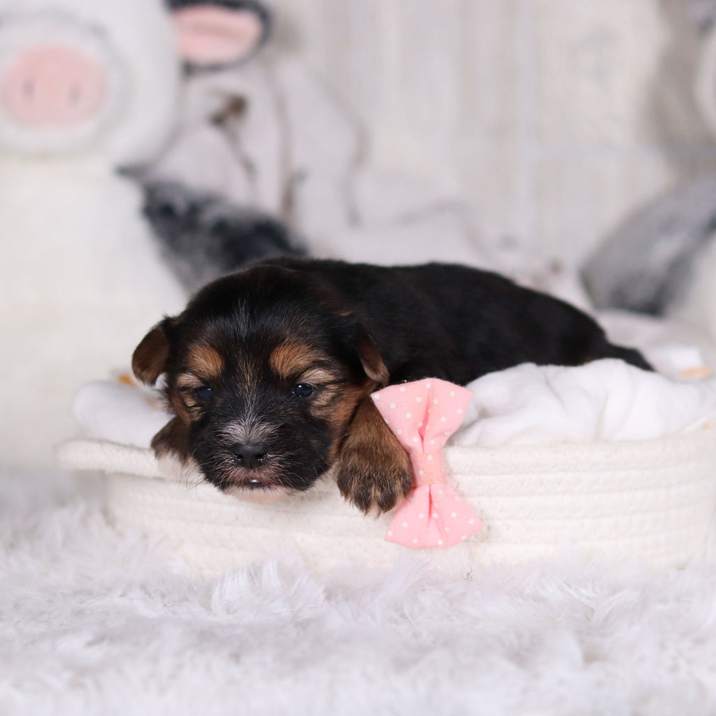 Mateo - Available 3/12