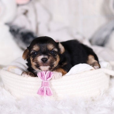 Mallory - Available 3/12