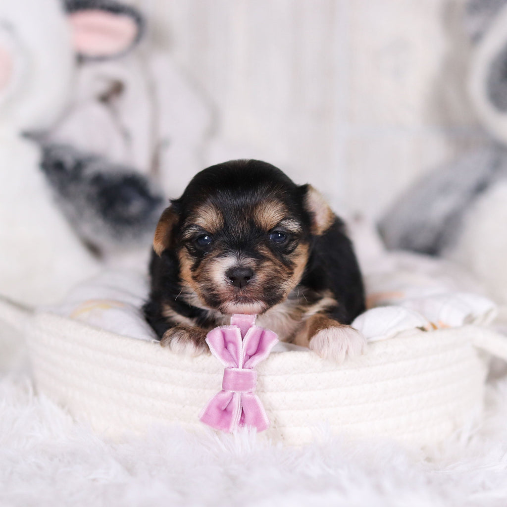 Mallory - Available 3/12