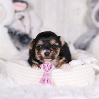 Mallory - Available 3/12