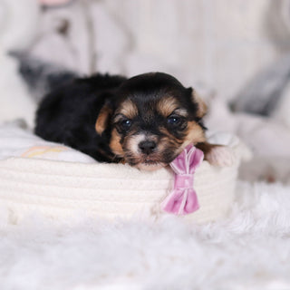 Mallory - Available 3/12