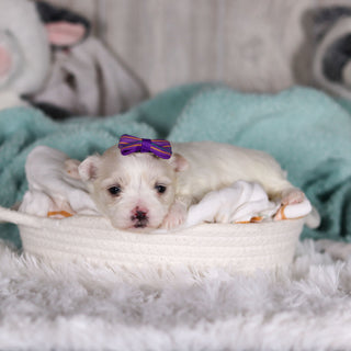 Janet - Available 3/5