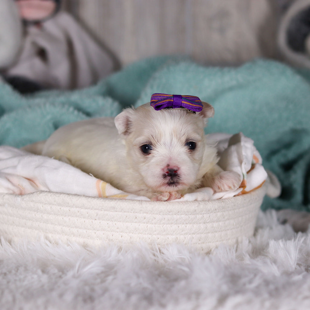 Janet - Available 3/5