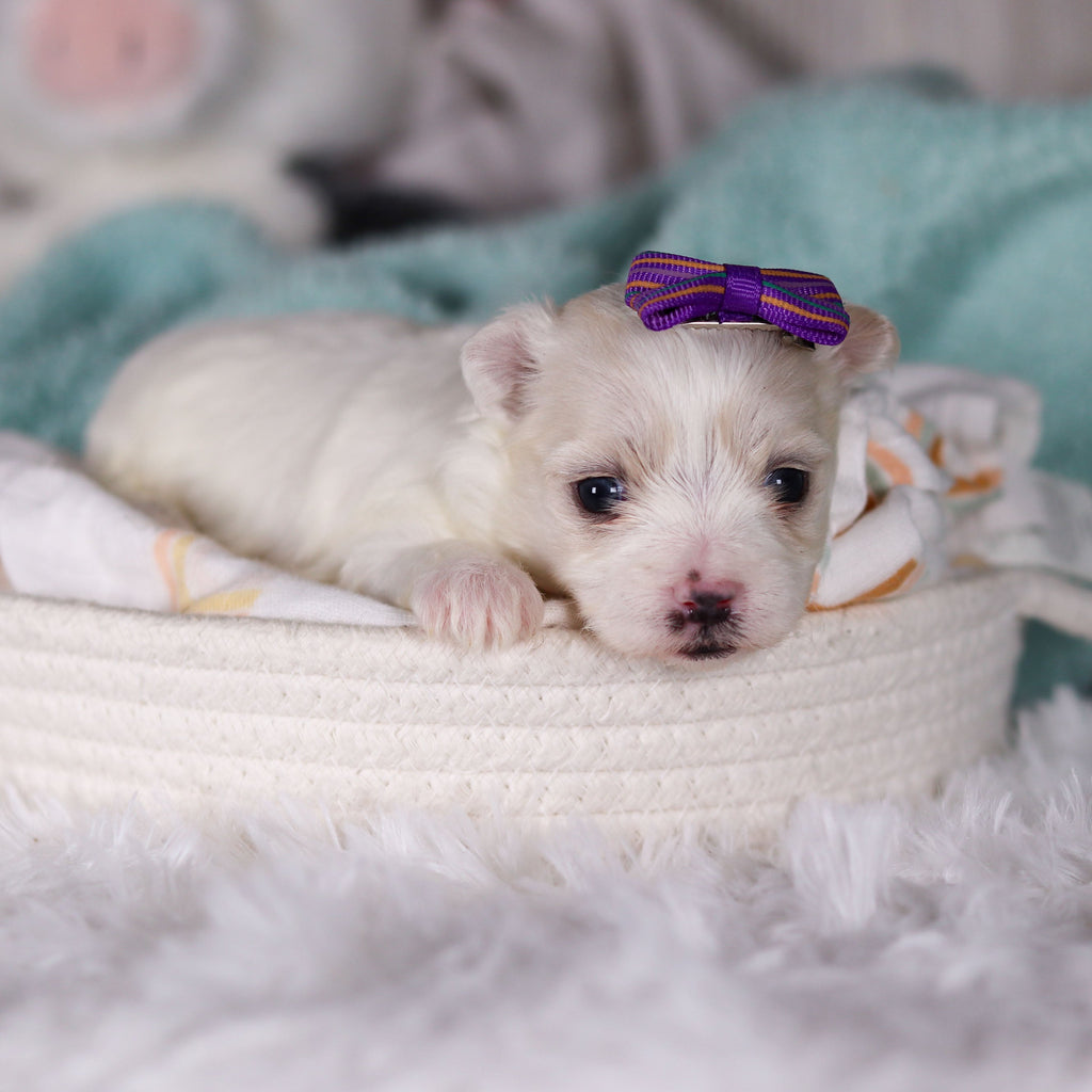 Janet - Available 3/5