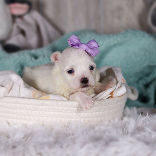 Jackie - Available 3/5