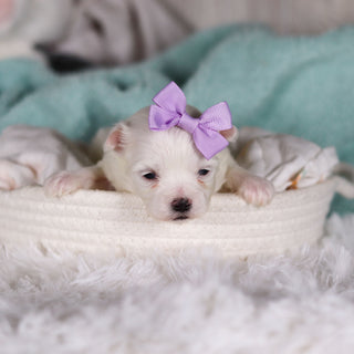 Jackie - Available 3/5