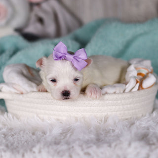 Jackie - Available 3/5