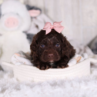 Camden - Available 3/5