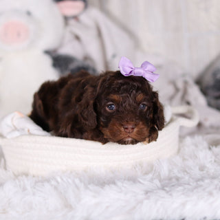 Clementine - Available 3/5