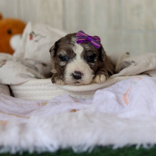 Buttercup - Available 6/5