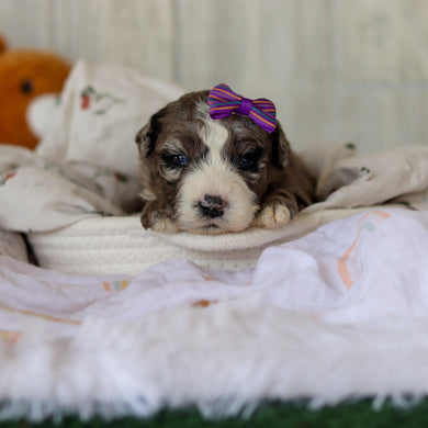Buttercup - Available 6/4
