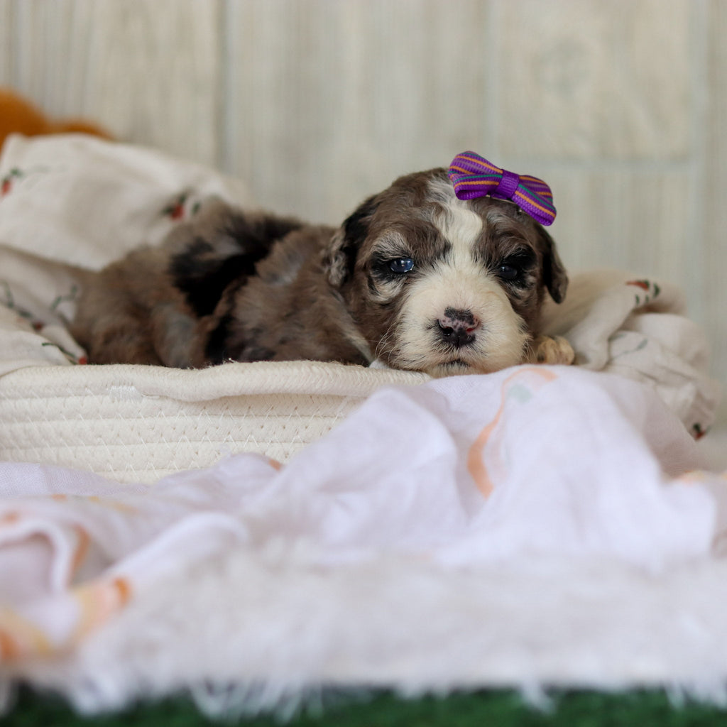 Buttercup - Available 6/5