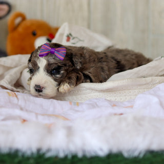 Buttercup - Available 6/4