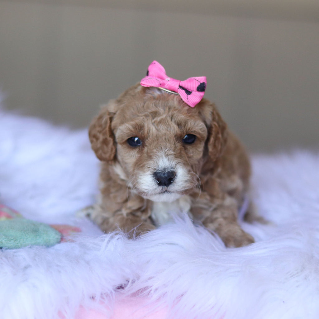 Trudy - Available Now