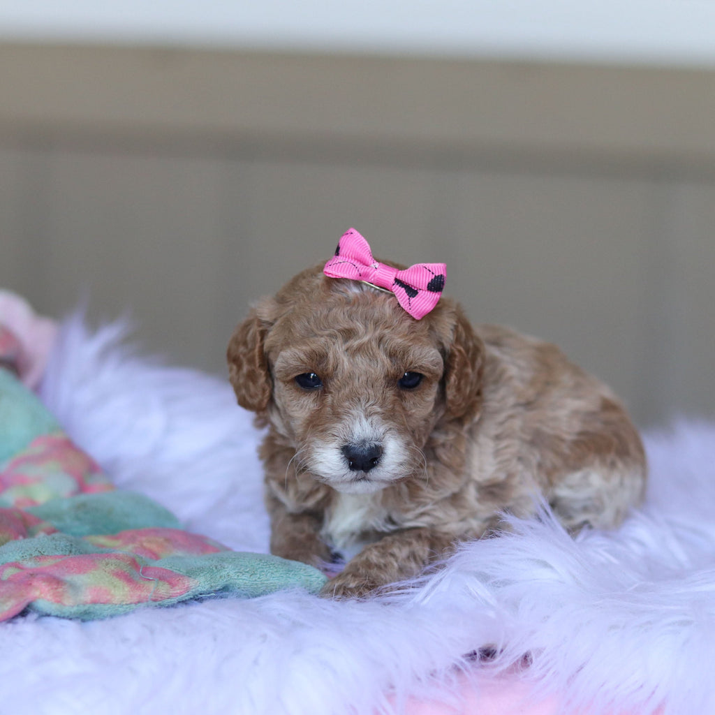 Trudy - Available Now