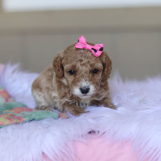 Trudy - Available 5/28
