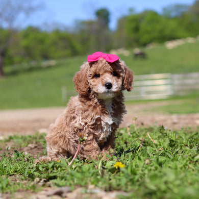 Trudy - Available 5/28