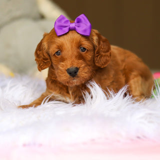 Nancy - Available 6/4