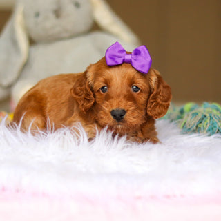 Nancy - Available 6/4