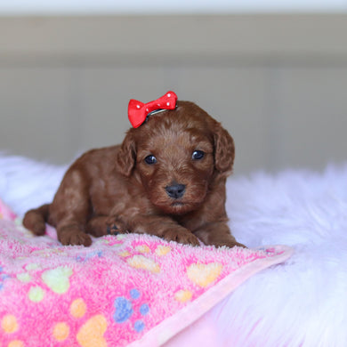 Taffy - Available 5/28