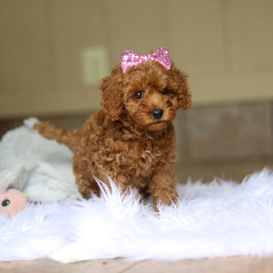 Nicky - Available 6/4