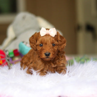 Nicky - Available 6/4