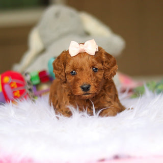 Nicky - Available 6/4