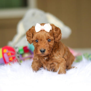 Nicky - Available 6/4