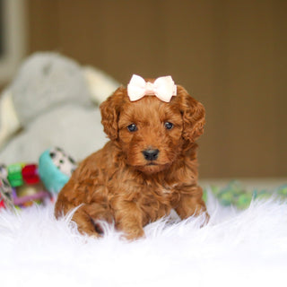 Nicky - Available 6/4