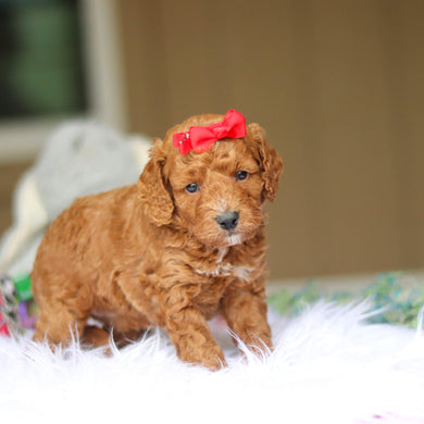 Nicky - Available 6/4
