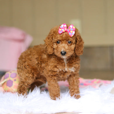 Nora - Available 6/4