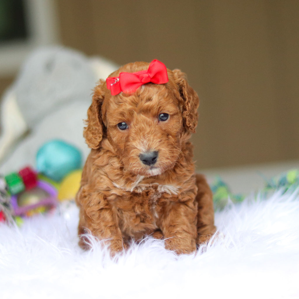 Nora - Available 6/4