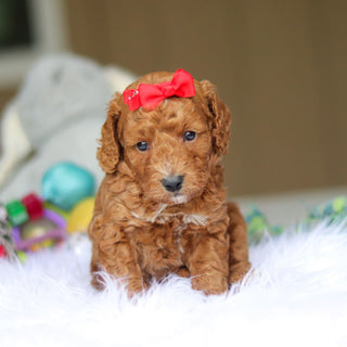 Nora - Available 6/4