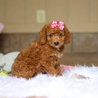 Nora - Available 6/4