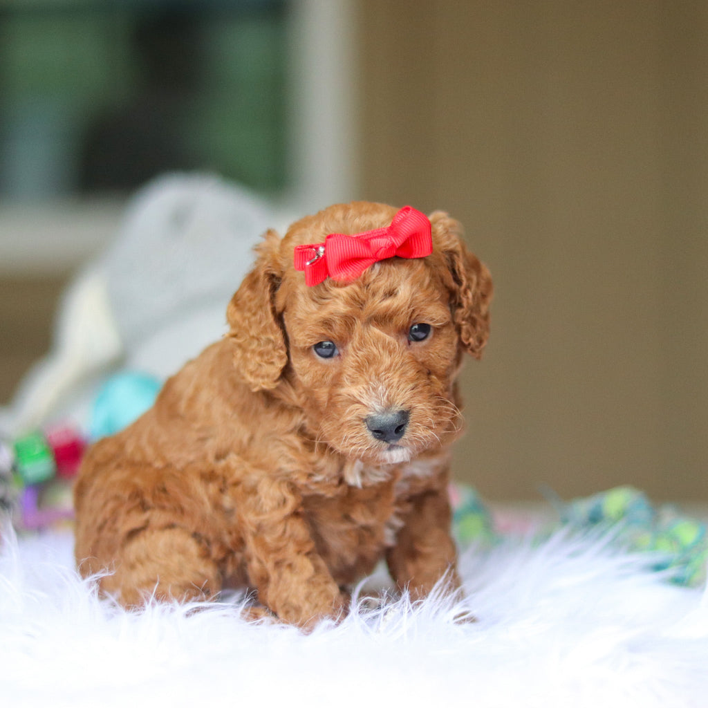 Nora - Available 6/4