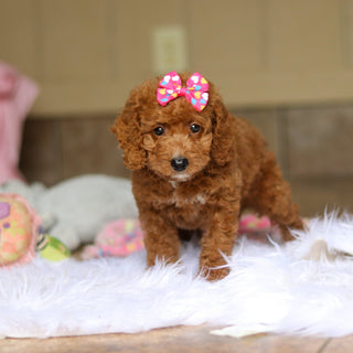 Nora - Available 6/4