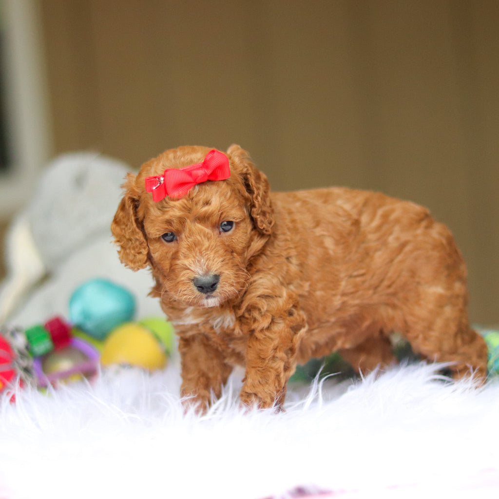 Nora - Available 6/4