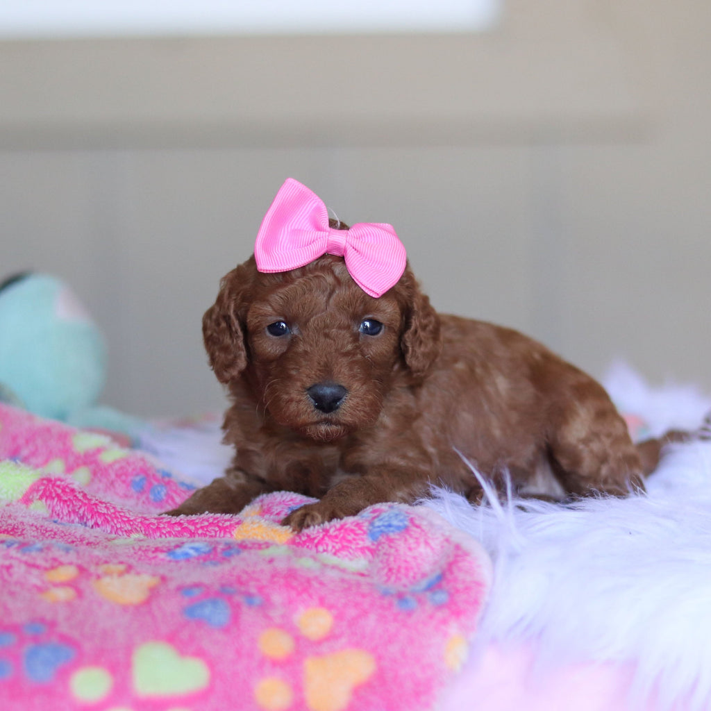 Tula - Available 5/28