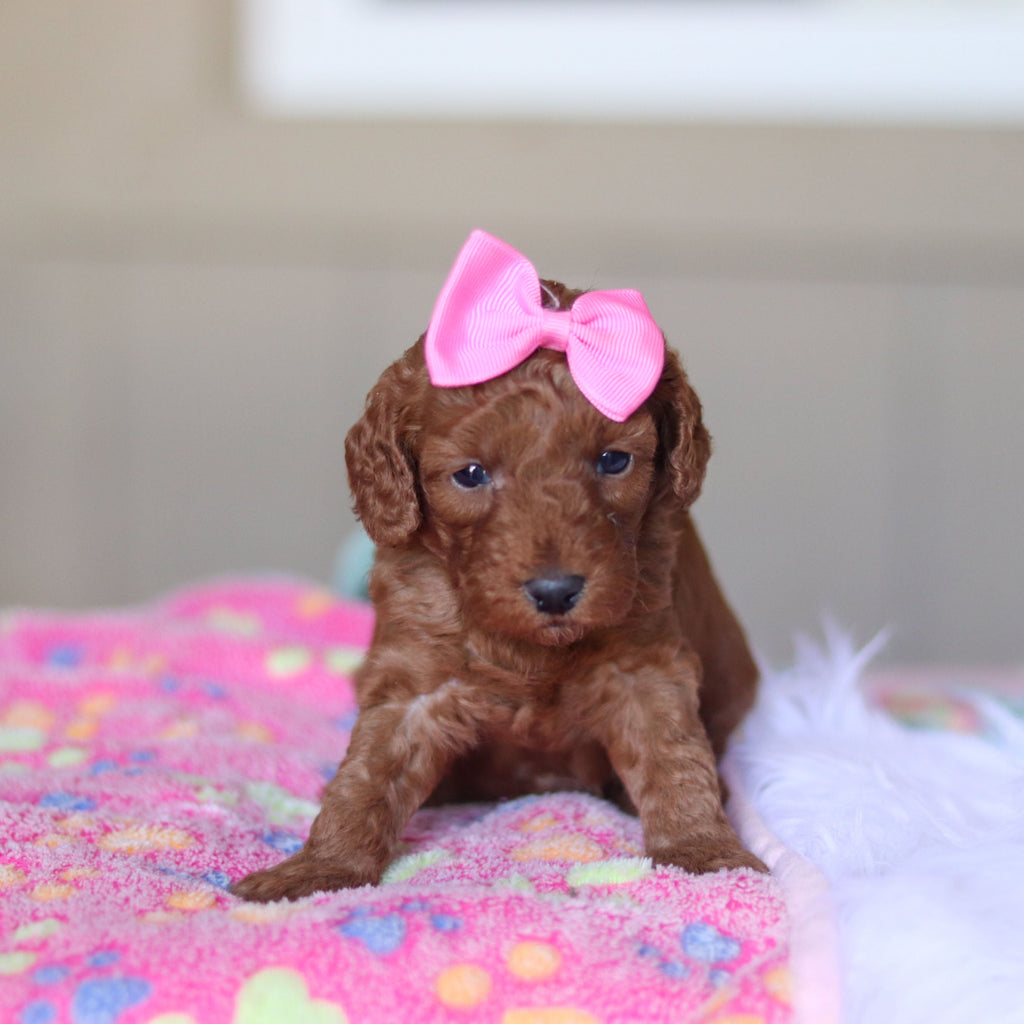 Tula - Available Now