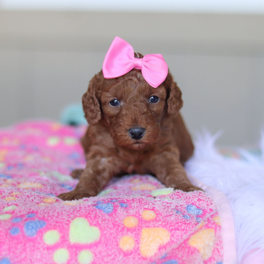 Tula - Available Now