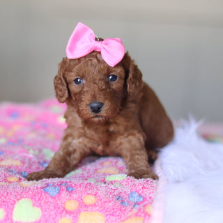 Tula - Available Now