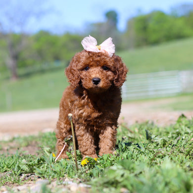 Tula - Available 5/28