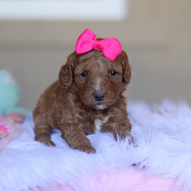Tansy - Available 5/28