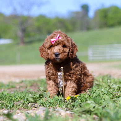 Tansy - Available 5/28