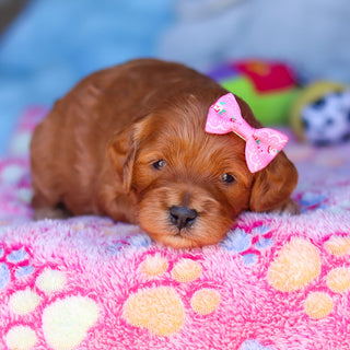 Everly - Available 4/16