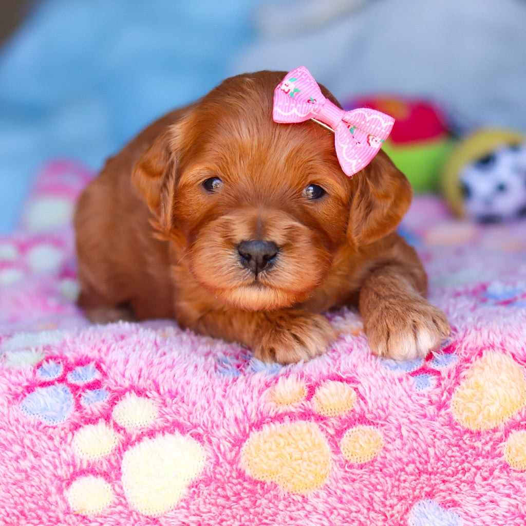 Everly - Available 4/16