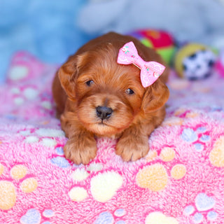 Everly - Available 4/16