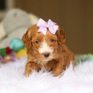 Nora - Available 6/4