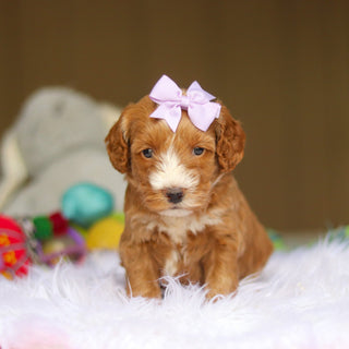 Nora - Available 6/4