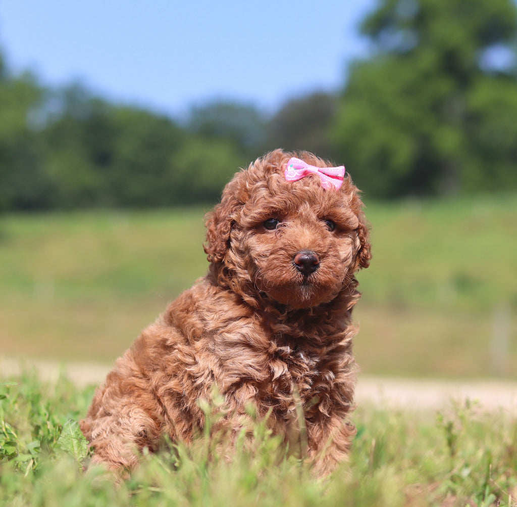Jana - Available 7/23